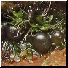 Nostoc