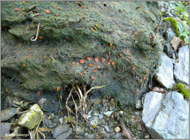 Coprobia granulata