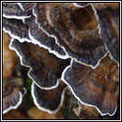 Bjerkandera adusta