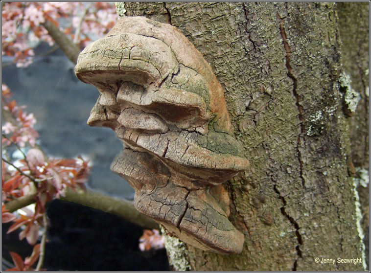 Phellinus pomaceus