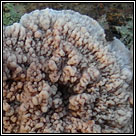 Phlebia rufa