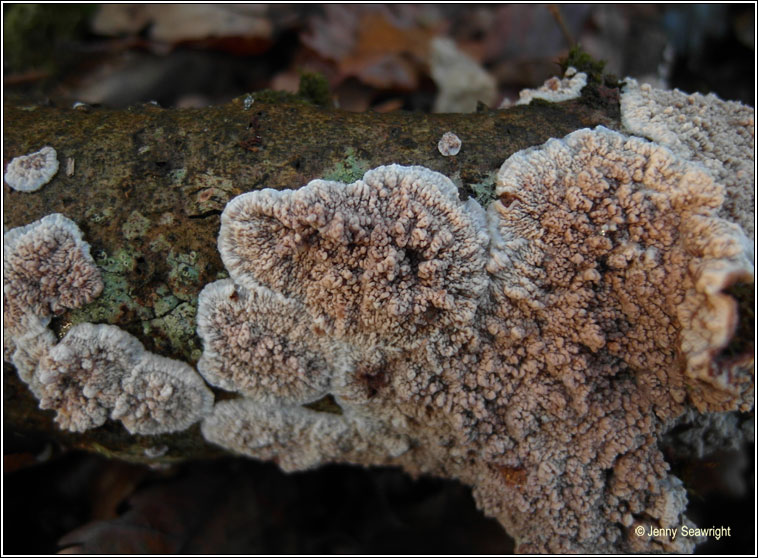 Phlebia rufa