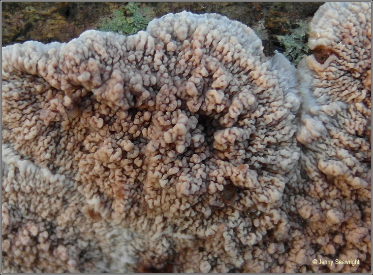 Phlebia rufa