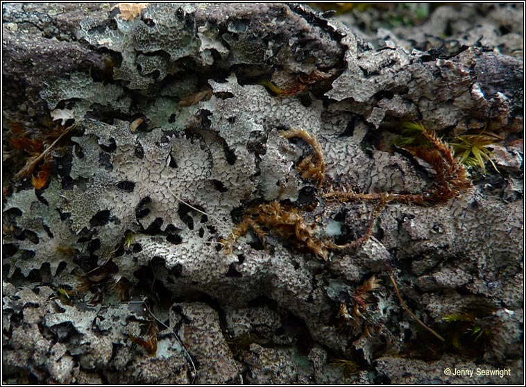 Parmelia saxatilis