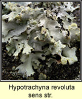 Hypotrachyna revoluta sens str