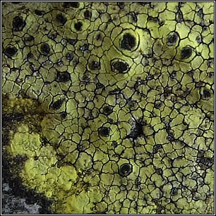 Rhizocarpon geographicum