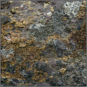 Acarospora fuscata