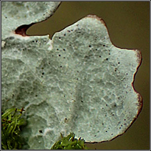 Parmotrema pseudoreticulatum