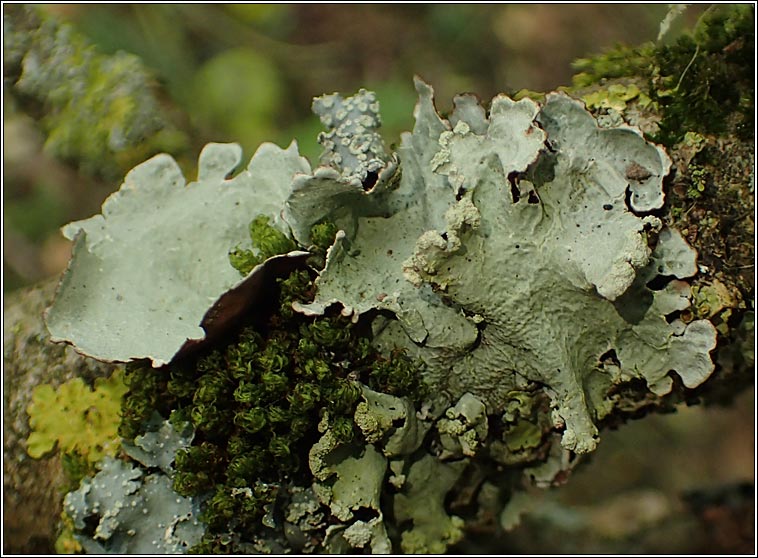 Parmotrema pseudoreticulatum