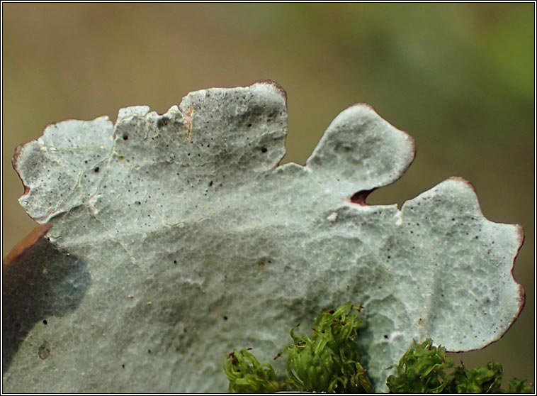 Parmotrema pseudoreticulatum