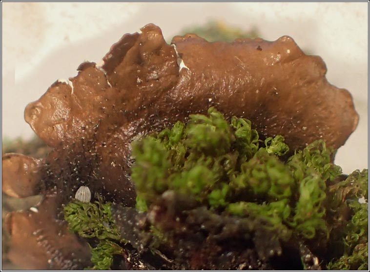 Parmotrema pseudoreticulatum