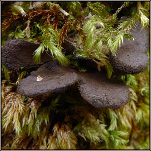 Sticta fuliginosa