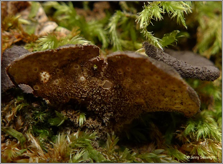 Sticta fuliginosa