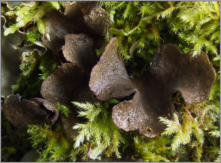 Sticta fuliginosa