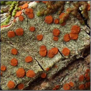 Blastenia lauri, Caloplaca ferruginea