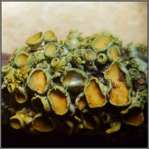 Polycauliona polycarpa, Xanthoria polycarpa