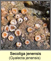 Gyalecta jenensis