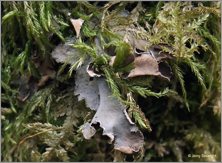 Nephroma parile