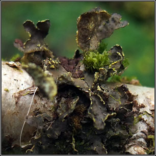 Pseudocyphellaria citrina, Pseudocyphellaria crocata