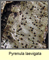 Pyrenula laevigata