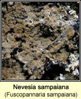 Nevesia sampaiana (Fuscopannaria sampaiana)
