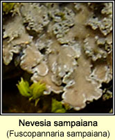 Nevesia sampaiana (Fuscopannaria sampaiana)