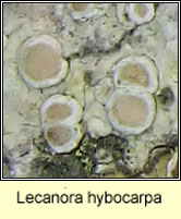Lecanora hybocarpa