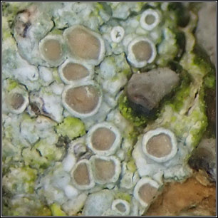 Lecanora hybocarpa