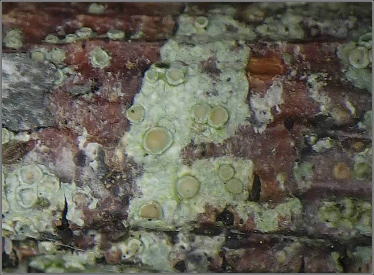Lecanora hybocarpa