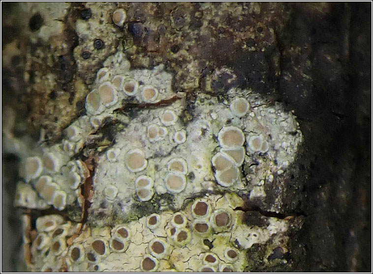 Lecanora hybocarpa