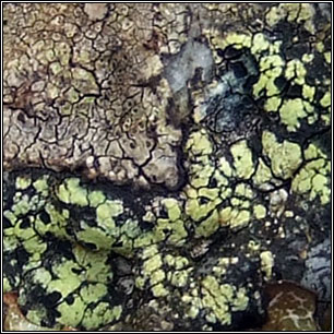 Rhizocarpon 
