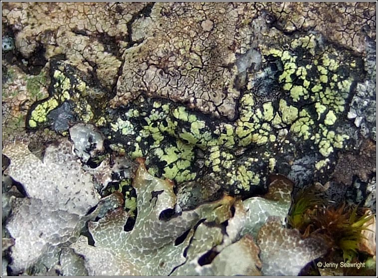 Rhizocarpon 
