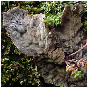 Peltigera membranacea