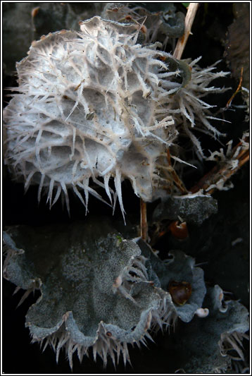 Peltigera membranacea