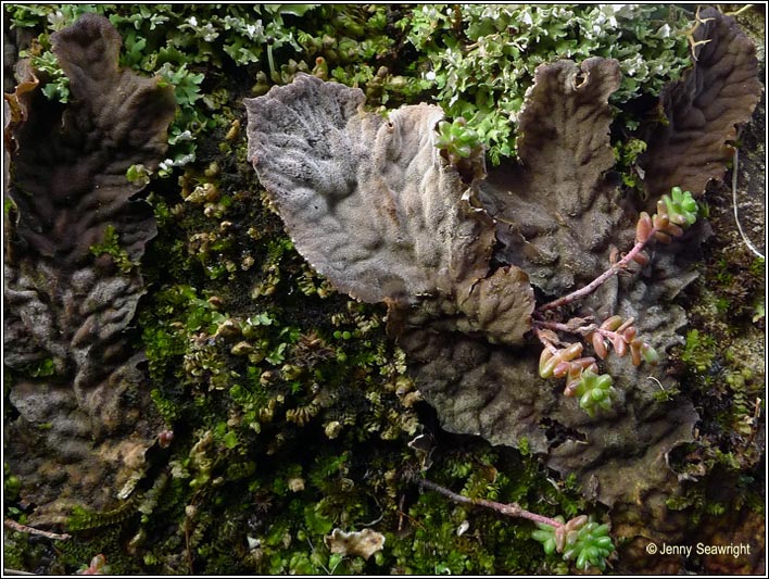 Peltigera membranacea
