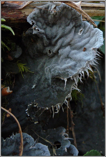 Peltigera membranacea