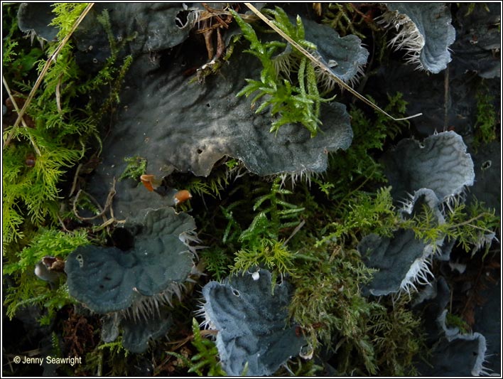 Peltigera membranacea