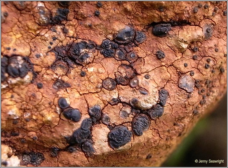Rhizocarpon oederi