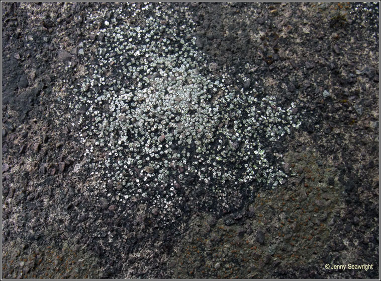 Aspicilia contorta
