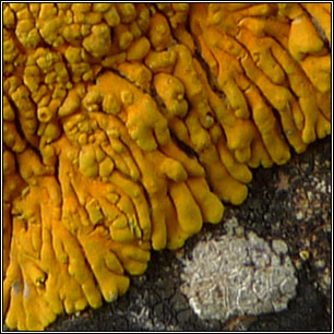 Variospora thallincola, Caloplaca thallincola