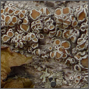 Lecanora chlarotera sens lat