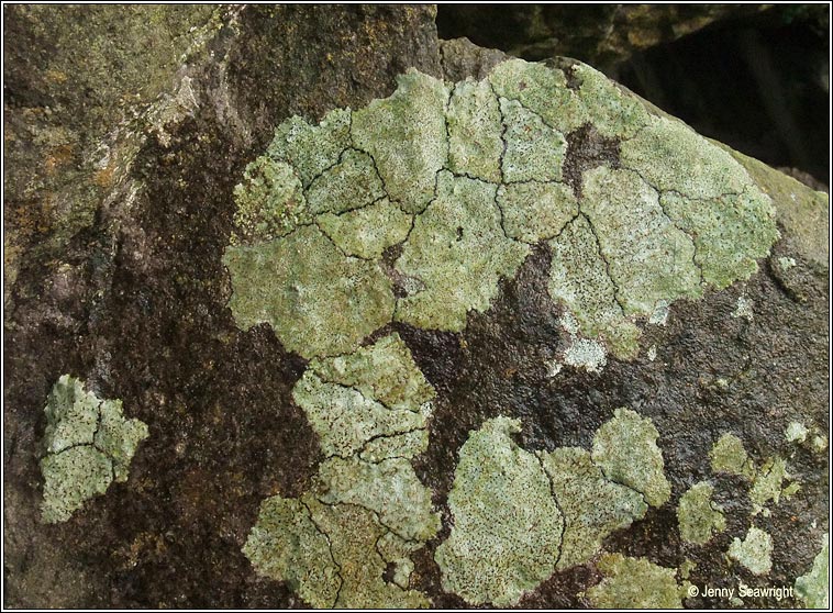 Fuscidea cyathoides