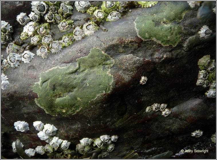Verrucaria mucosa