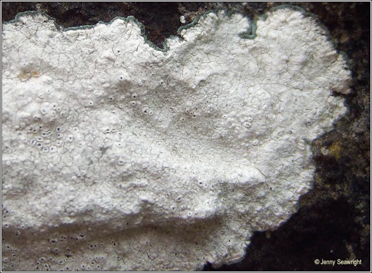 Circinaria calcarea
