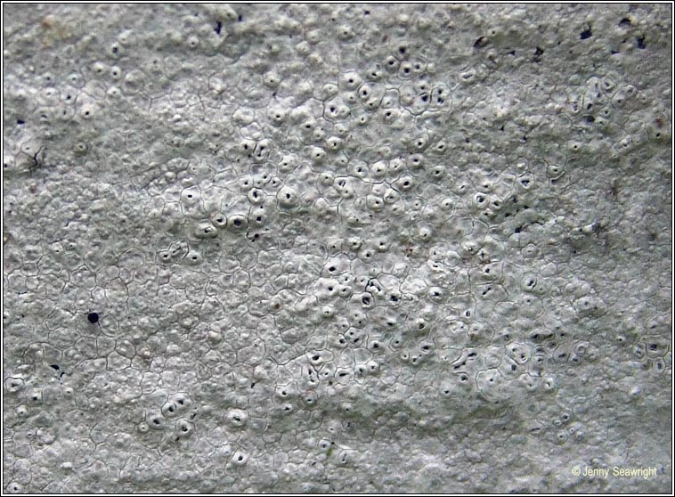Circinaria calcarea