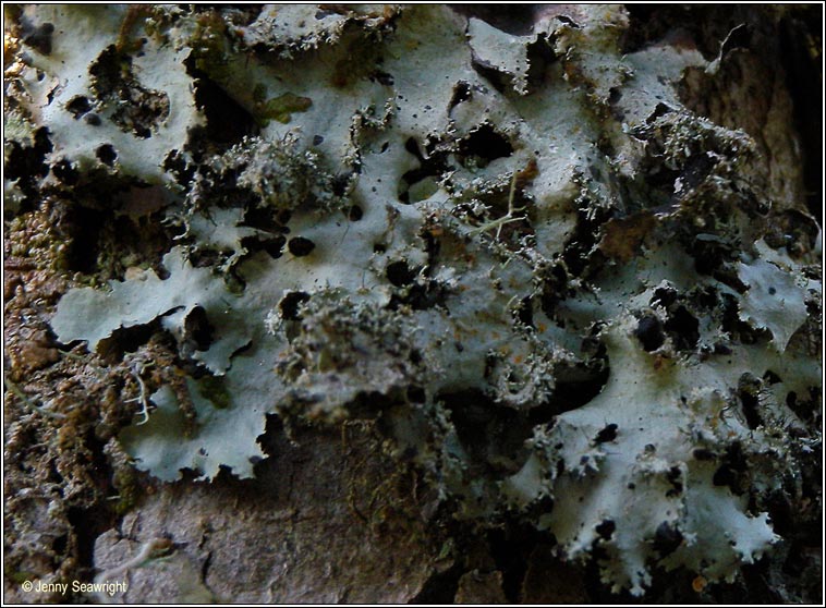 Parmotrema crinitum