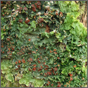 Ricasolia virens