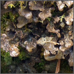 Sticta sylvatica
