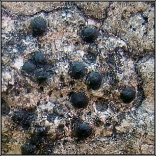 Acrocordia conoidea