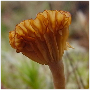Lichenomphalia ericetorum, Lichenomphalia umbellifera